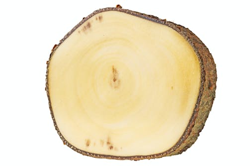 Osp – Populus tremula